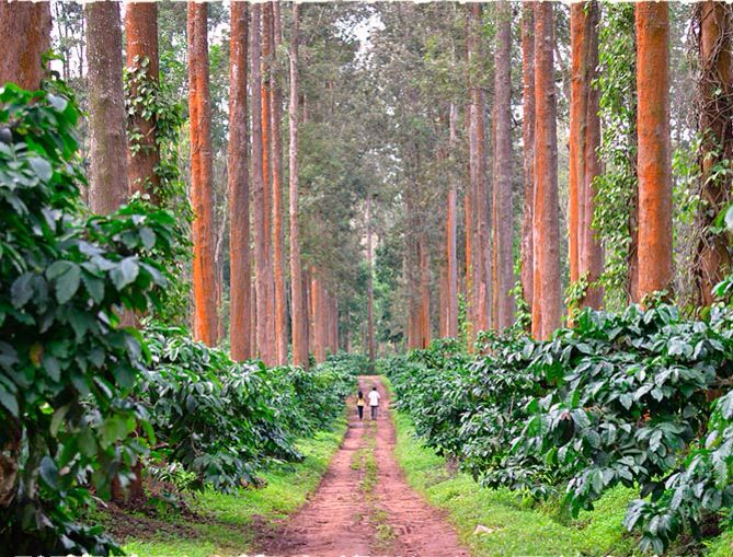Timber-lined estate path