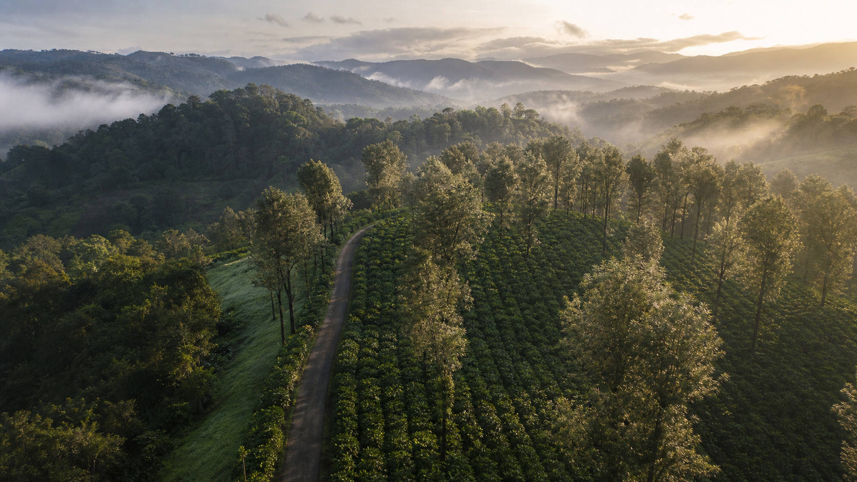 Misty plantation hills in the Western Ghats